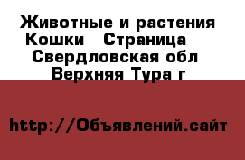 Животные и растения Кошки - Страница 2 . Свердловская обл.,Верхняя Тура г.